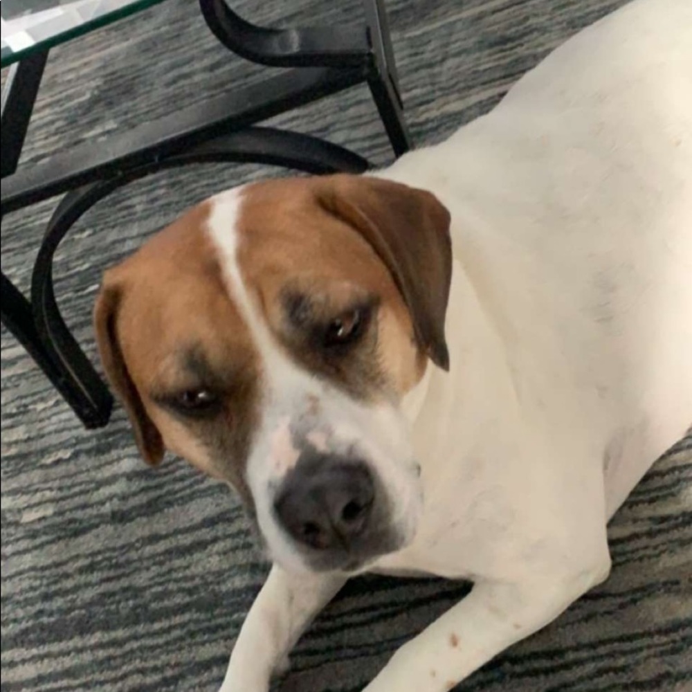 Meet your Posher, Reese